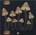Mörk Modules Blank - Mushrooms - 8hp 1U