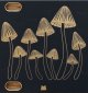 Blank - Mushrooms - 8hp 1U